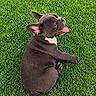 dog, french_bulldog, puppy, pet, animal, grass, outdoor, lying_down, tongue_out, black_dog, short_hair, floppy_ears, portrait, playful, relaxed, green_background, lawn, cute, canine, photography