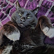 Esme joined the competition — help win amazing prizes! animal, black_cat, cat, close_up, cozy, cute, domestic_cat, feline, fur, indoor, lying_down, paw, pet, plaid_blanket, portrait, purple_blanket, relaxed, sleepy, whiskers, white_paws
