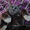 animal, black_cat, cat, close_up, cozy, cute, domestic_cat, feline, fur, indoor, lying_down, paw, pet, plaid_blanket, portrait, purple_blanket, relaxed, sleepy, whiskers, white_paws
