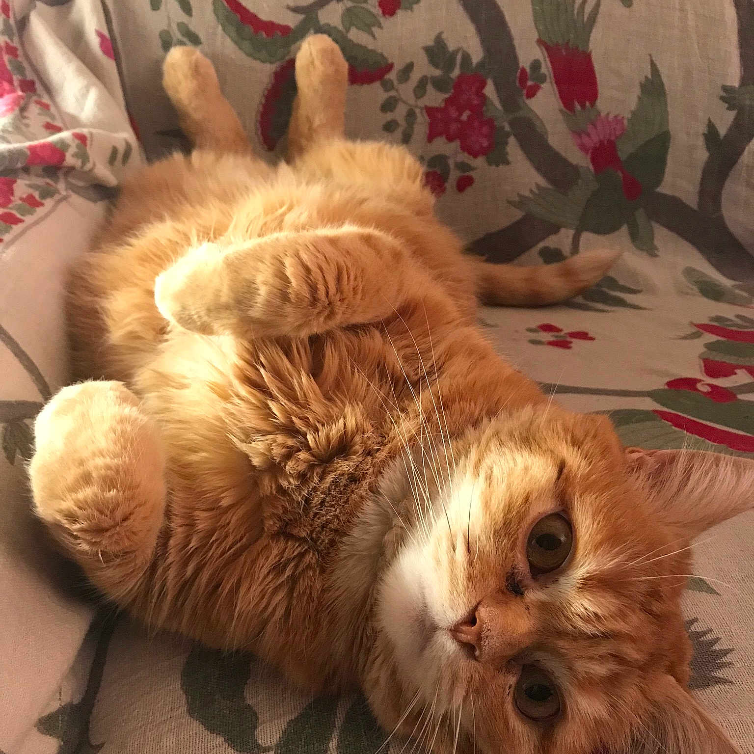 Chat-teigne