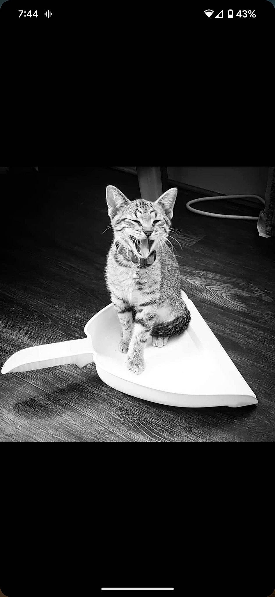 Django joined the competition — help win amazing prizes! art, black_and_white, carnivore, cat, darkness, domestic_short_haired_cat, felidae, fur, grey, monochrome, monochrome_photography, paw, serveware, small_to_medium_sized_cats, snout, still_life_photography, style, tail, whiskers, wildlife