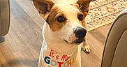 Tory is registered to the contest to win money with this photo: adorable, animal, bandana, brown_spots, celebration, dog, dog_bed, ears, floor, furniture, gotcha_day, happy, home, indoor, looking_up, pet, rug, tail, white_dog, wooden_floor