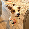 Tory is registered to the contest to win money with this photo: dog, bandana, gotcha_day, floor, wooden_floor, dog_bed, rug, indoor, pet, animal, tail, ears, white_dog, brown_spots, celebration, happy, looking_up, home, furniture, adorable