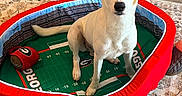 Tory joined the competition — help win amazing prizes! dog, dog_bed, toy, football, indoor, carpet, rug, floor, couch, quilted, patterned, pet, animal, brown_and_white, ears, sitting, looking, home, cozy, cute
