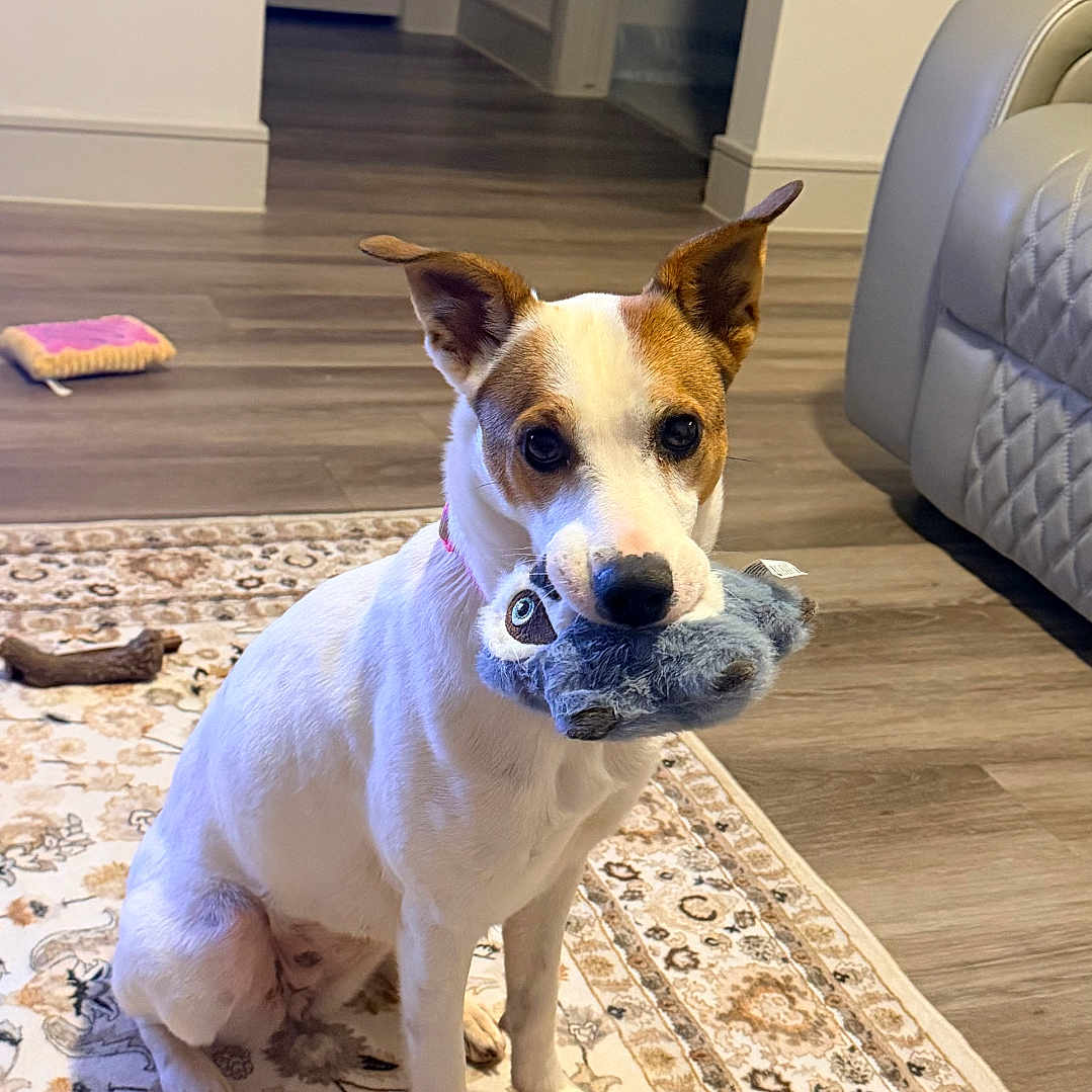 Tory joined the competition — help win amazing prizes! dog, indoor, living_room, rug, toy, plush_toy, pet, floor, couch, wood_floor, ears, sitting, animal, domestic_animal, cute, brown_and_white, carpet, playful, home, canine