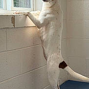 Tory is registered to the contest to win money with this photo: dog, window, standing, curious, indoor, white_wall, blue_mat, pet, animal, ears_up, tail, looking_out, light, shadow, brown_spot, canine, alert, playful, room, daylight