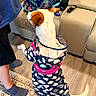 Tory joined the competition — help win amazing prizes! dog, raincoat, clothing, indoor, rug, person, socks, footwear, leather_couch, insulated_bag, wood_floor, pet, animal, home, pattern, colorful, pink_harness, white_dog, brown_ear, furniture