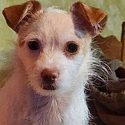 Trixie is registered to the contest to win money with this photo: dog, puppy, close_up, fur, ears, face, pet, animal, indoor, curious, brown, white, whiskers, looking, young, cute, portrait, head, small, furry
