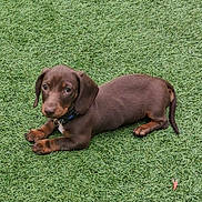 Missy is registered to the contest to win money with this photo: animal, artificial_grass, brown_dog, canine, collar, cute, dachshund, dog, ears, fur, grass, looking_up, lying_down, outdoor, paw, pet, puppy, small_dog, tail, young_dog