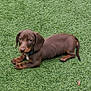 animal, artificial_grass, brown_dog, canine, collar, cute, dachshund, dog, ears, fur, grass, looking_up, lying_down, outdoor, paw, pet, puppy, small_dog, tail, young_dog