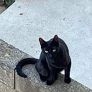 Maya a rejoint le concours — aidez-le/la à gagner de superbes lots ! black_cat, cat, animal, pet, outdoor, concrete, ledges, green_eyes, sitting, feline, urban, curious, alone, daylight, short_hair, tail, ears, quiet, watching, nature