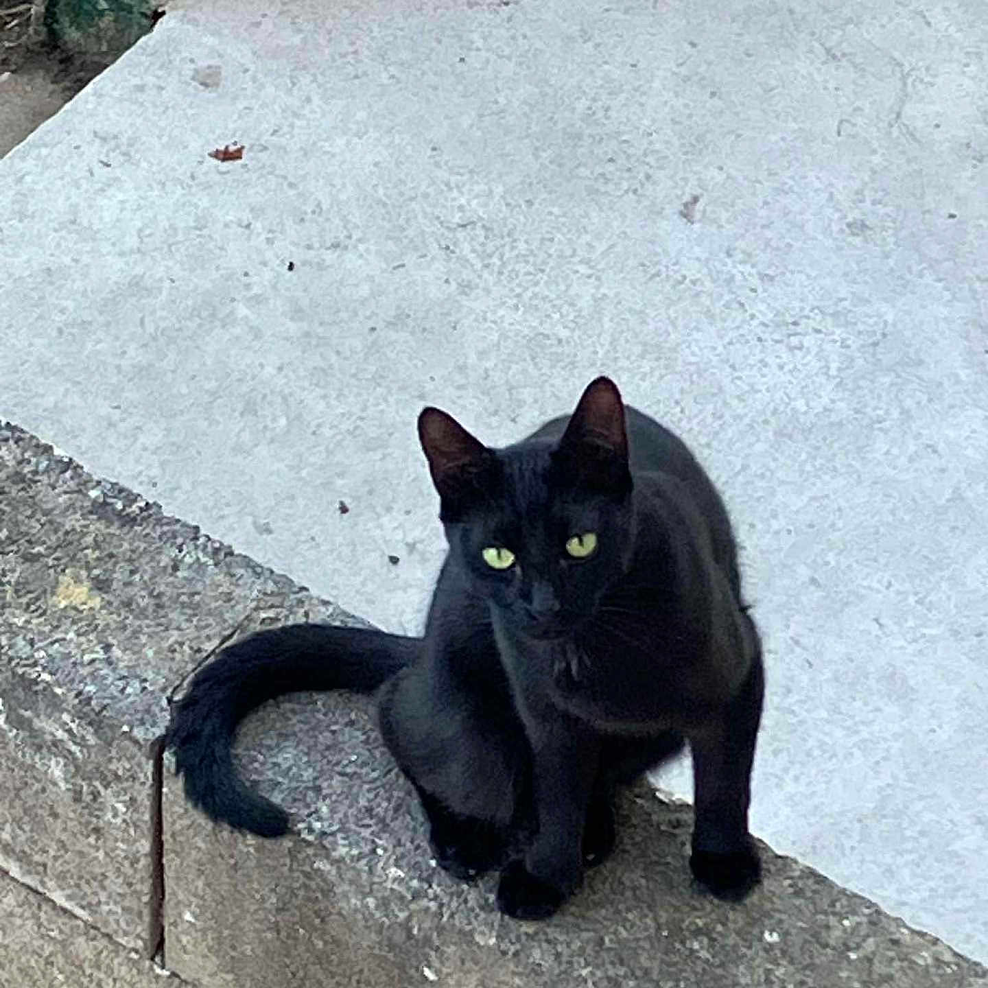 Maya a rejoint le concours — aidez-le/la à gagner de superbes lots ! alone, animal, black_cat, cat, concrete, curious, daylight, ears, feline, green_eyes, ledges, nature, outdoor, pet, quiet, short_hair, sitting, tail, urban, watching