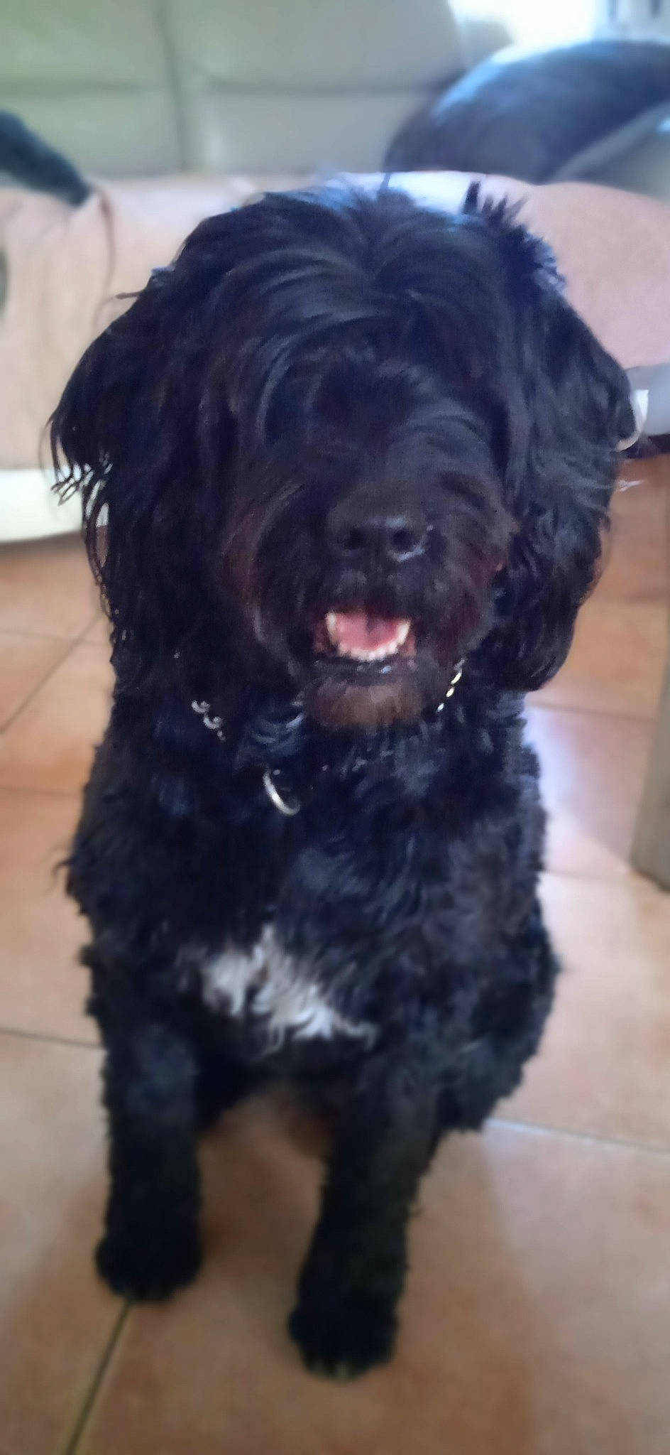 Chipie participe au concours pour gagner de l'argent avec cette photo : canidae, carnivore, companion_dog, dog, dog_breed, dog_collar, flooring, fur, giant_dog_breed, liver, non_sporting_group, snout, sporting_group, terrestrial_animal, toy_dog, water_dog, working_animal, working_dog