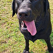 Jager joined the competition — help win amazing prizes! animal, black_dog, canine, close_up, daytime, dog, excited, fun, grass, grass_field, happy, nature, outdoor, pet, playful, summer, sunlight, tennis_ball, tongue_out, wet_fur
