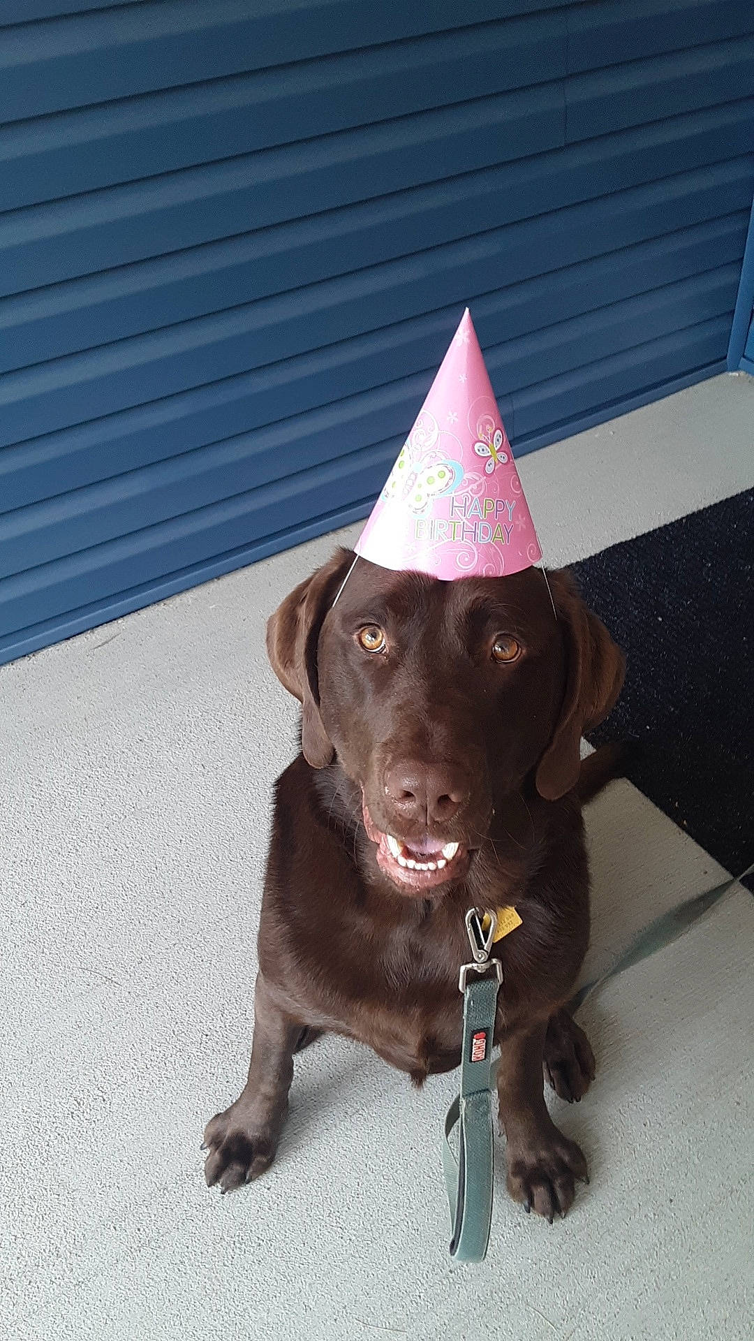 Rolo is registered to the contest to win money with this photo: beagador, canidae, carnivore, dog, dog_breed, dog_collar, ear, fawn, labrador_retriever, liver, mammal, party_hat, patterdale_terrier, pointing_breed, retriever, snout, sporting_group