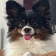 Buddy Ace Boogie joined the competition — help win amazing prizes! dog, pet, fluffy, ears, tongue, closeup, portrait, animal, cute, furry, indoor, resting, brown, white, black, face, friendly, small_dog, happy, looking