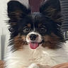 dog, pet, fluffy, ears, tongue, closeup, portrait, animal, cute, furry, indoor, resting, brown, white, black, face, friendly, small_dog, happy, looking