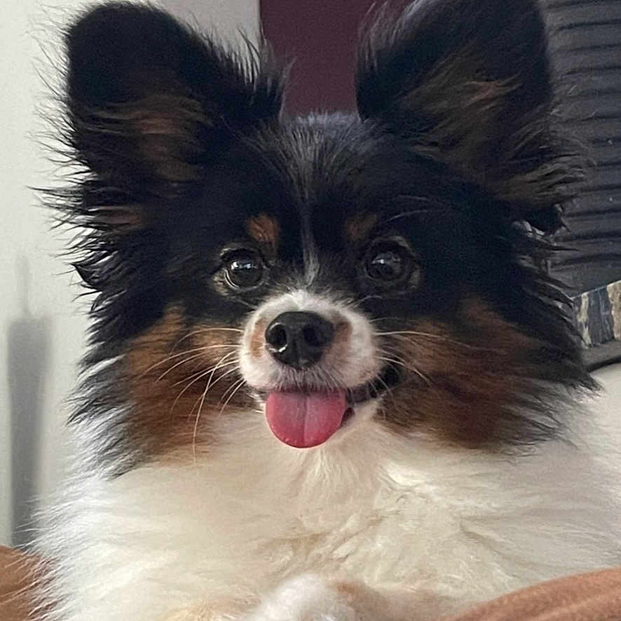 Buddy Ace Boogie joined the competition — help win amazing prizes! dog, pet, fluffy, ears, tongue, closeup, portrait, animal, cute, furry, indoor, resting, brown, white, black, face, friendly, small_dog, happy, looking