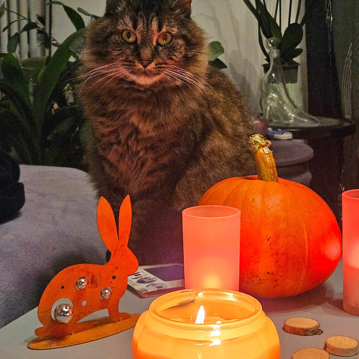 Umbrella a rejoint le concours — aidez-le/la à gagner de superbes lots ! cat, fluffy_cat, longhair, tabby, pet, animal, portrait, sitting, indoors, pumpkin, halloween, autumn, candle, candlelight, orange, bunny_decoration, table, houseplants, cozy, festive