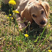 Aribo a rejoint le concours — aidez-le/la à gagner de superbes lots ! puppy, dog, grass, flowers, yellow_flowers, outdoor, sunlight, nature, pet, animal, cute, lying_down, field, summer, young_dog, greenery, playful, adorable, fur, canine