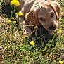 puppy, dog, grass, flowers, yellow_flowers, outdoor, sunlight, nature, pet, animal, cute, lying_down, field, summer, young_dog, greenery, playful, adorable, fur, canine