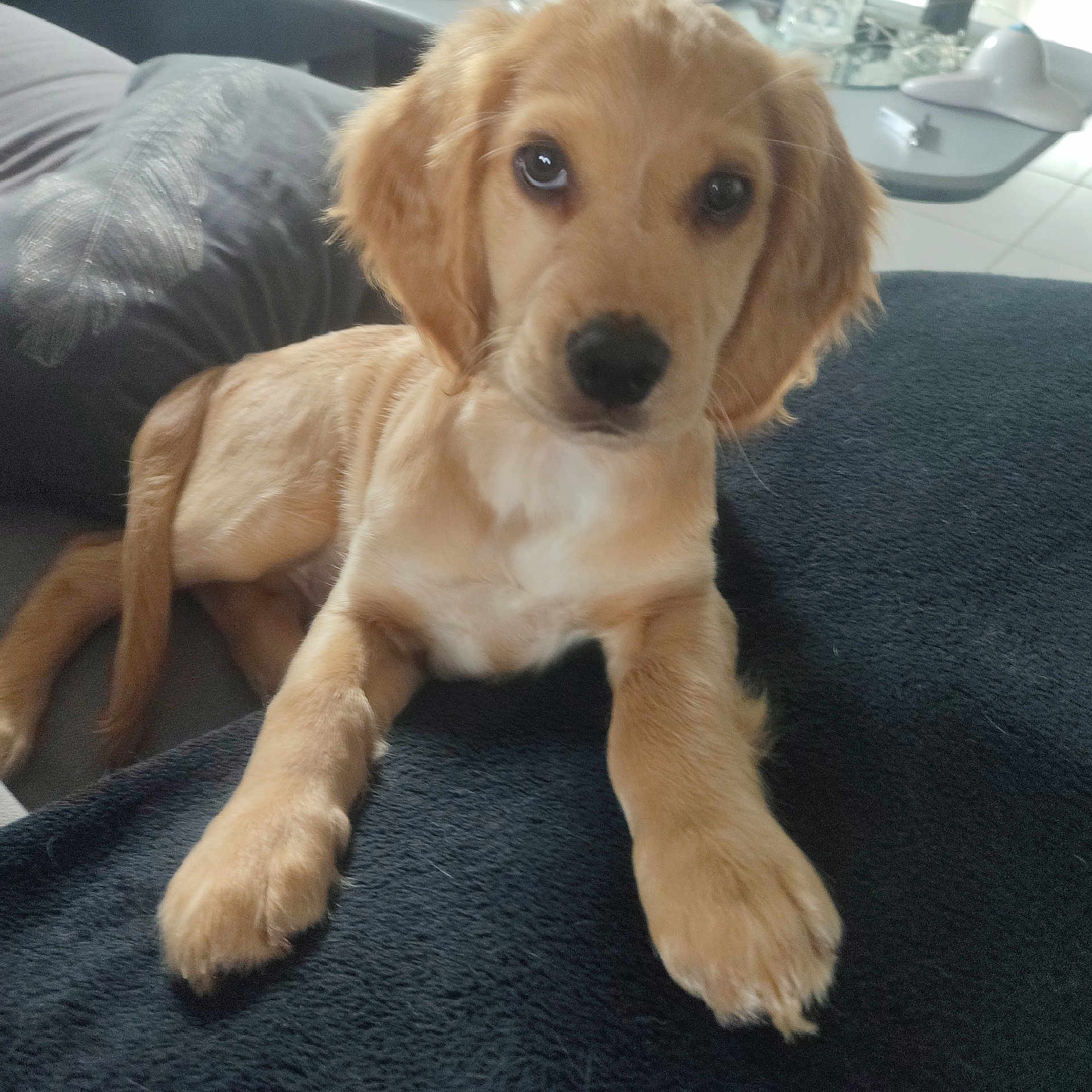 Aribo participe au concours pour gagner de l'argent avec cette photo : puppy, golden_retriever, dog, pet, animal, cute, lying_down, blanket, indoor, fur, ears, nose, tail, portrait, looking_at_camera, young, cozy, home, floor, living_room