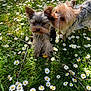 dog, yorkshire_terrier, animal, pet, grass, daisy, flower, nature, outdoor, playful, cute, fur, small_dog, two_animals, canine, spring, greenery, companionship, nuzzle, sunlight
