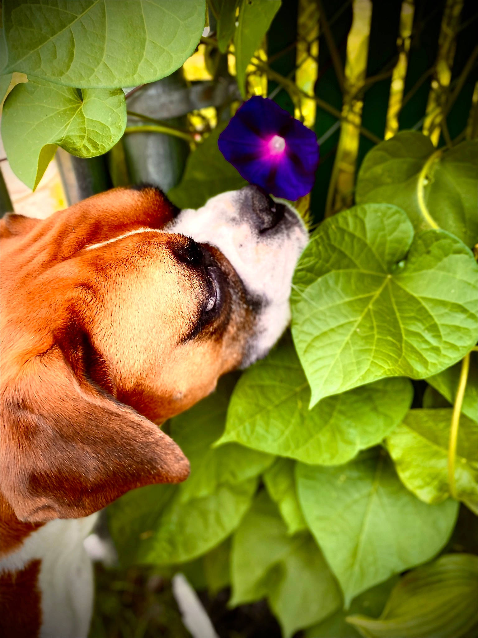 Felicia is registered to the contest to win money with this photo: annual_plant, carnivore, companion_dog, dog, dog_breed, fawn, flower, flowering_plant, grass, green, herb, leaf, pansy, perching_bird, petal, plant, sunglasses, whiskers, wildflower, wood