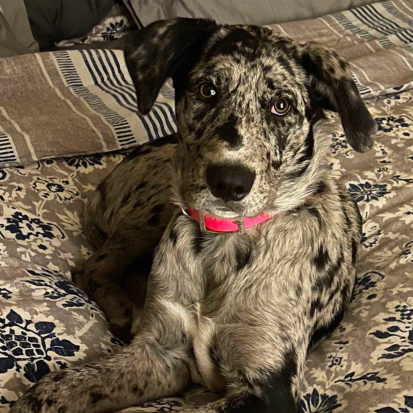 Maddie joined the competition — help win amazing prizes! ancient_dog_breeds, art, canidae, carnivore, companion_dog, dog, dog_breed, fur, hunting_dog, monochrome, monochrome_photography, pattern, snout, spaniel, sporting_group, street_dog, terrestrial_animal, whiskers, working_animal, working_dog