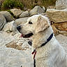 dog, white_dog, sand, rocks, outdoor, collar, pet, canine, nature, beach, fur, animal, grass, tongue, side_view, leash, calm, daylight, closeup, portrait