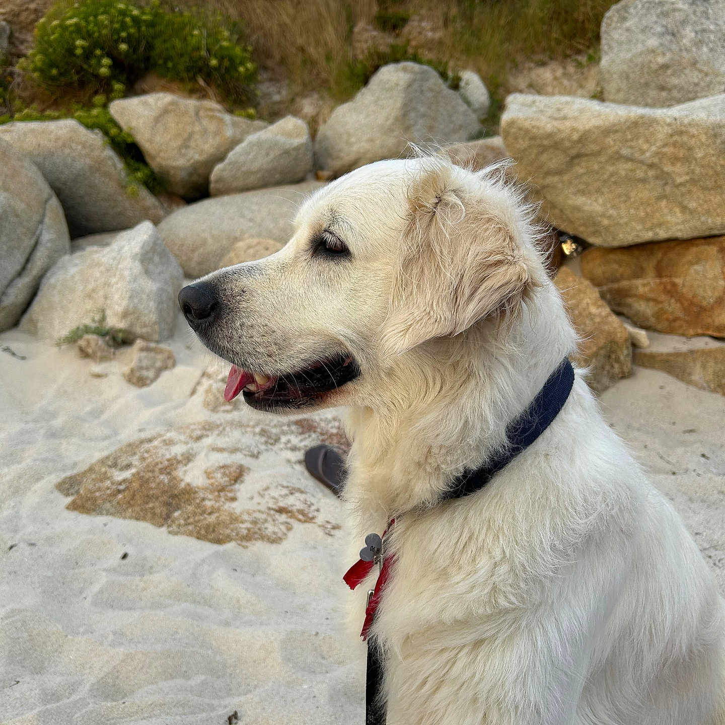 Rhexa a rejoint le concours — aidez-le/la à gagner de superbes lots ! dog, white_dog, sand, rocks, outdoor, collar, pet, canine, nature, beach, fur, animal, grass, tongue, side_view, leash, calm, daylight, closeup, portrait