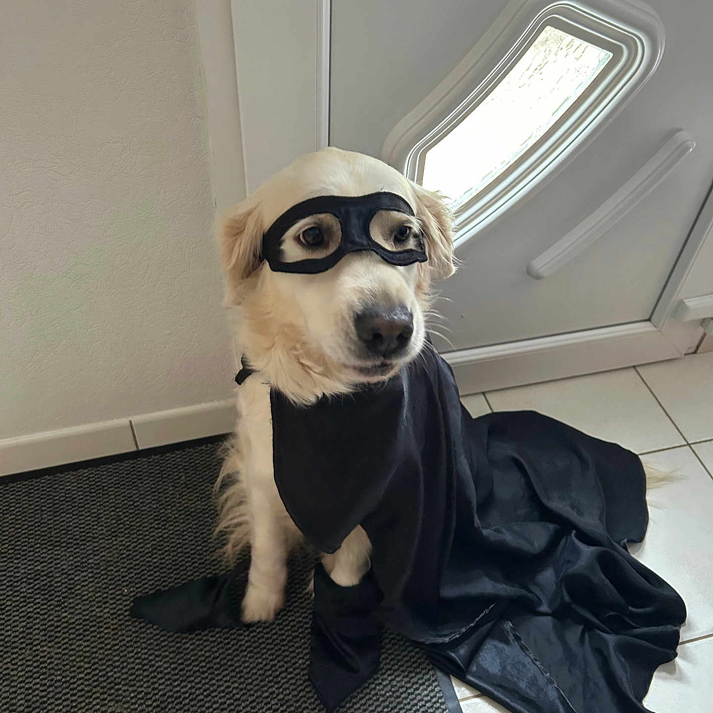 Guerin a rejoint le concours — aidez-le/la à gagner de superbes lots ! accessories, animal, architecture, blanket, building, canine, clothing, costume, dog, dress, goggles, hound, indoors, interiordesign, outdoors, person, pet, puppy, shelter, window