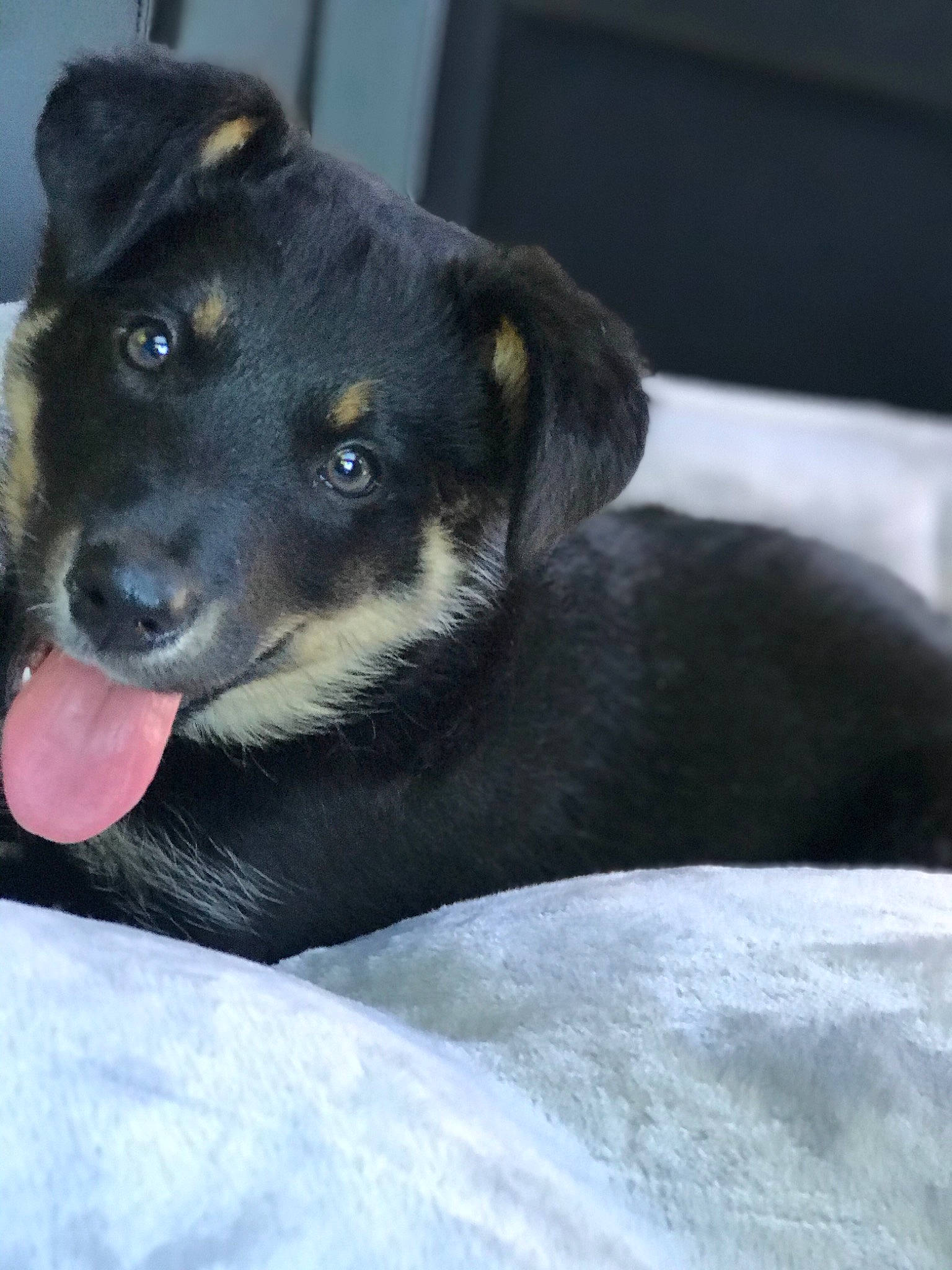 Piper is registered to the contest to win money with this photo: australian_kelpie, beauceron, black_and_tan_terrier, canidae, carnivore, companion_dog, dog, dog_breed, huntaway, mammal, puppy, rare_breed_dog, rottweiler, snout, sporting_group, street_dog, vertebrate