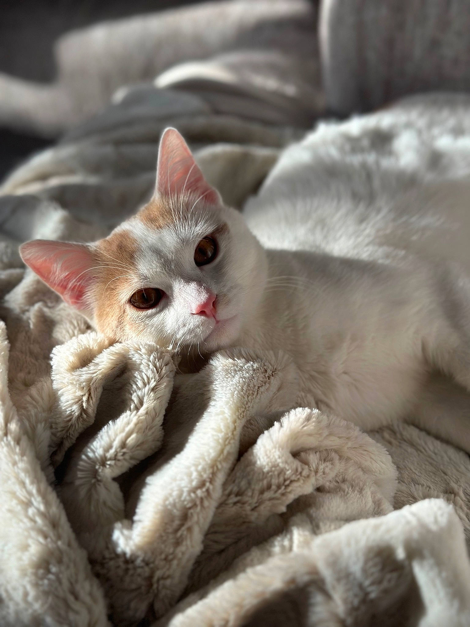 Floki joined the competition — help win amazing prizes! carnivore, cat, claw, comfort, domestic_short_haired_cat, fawn, felidae, fur, nap, paw, small_to_medium_sized_cats, snout, tail, terrestrial_animal, whiskers, wildlife