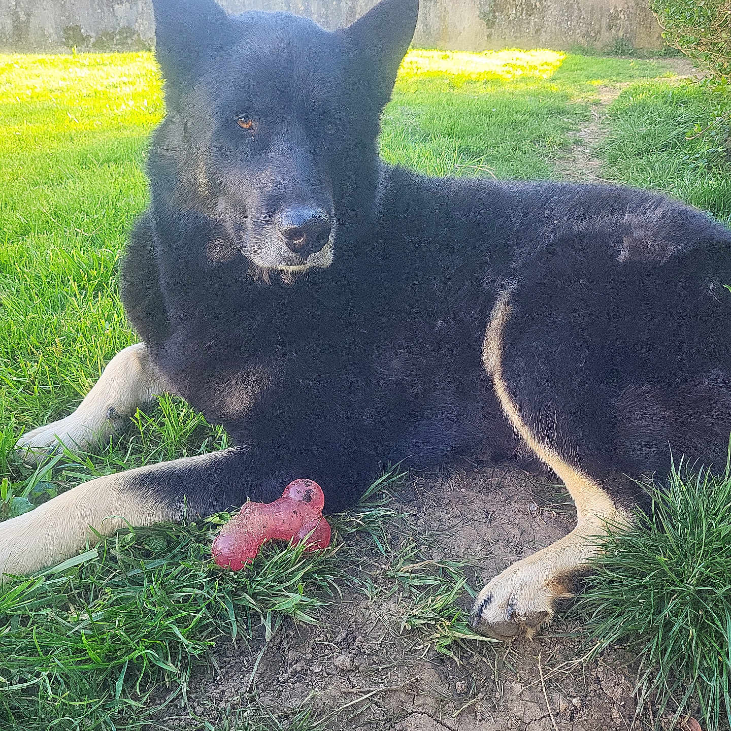Togo a rejoint le concours — aidez-le/la à gagner de superbes lots ! dog, black_dog, chew_toy, grass, outdoor, pet, animal, canine, yard, sunlight, relaxing, nature, fur, paw, playful, domestic_animal, mammal, toy, daylight, garden