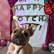 Boogie joined the competition — help win amazing prizes! animal, background, banner, carpet, celebration, cute, decorations, disco_balls, dog, ears, face, festive, french_bulldog, funny, holiday, indoor, party, pet, pink_streamers, portrait