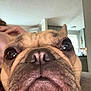 Boogie is registered to the contest to win money with this photo: animal, blurred_background, brown, canine, close_up, companion, curious, cute, dog, domestic, ears, expression, face, french_bulldog, indoor, nose, pet, portrait, snout, whiskers