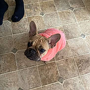 Boogie is registered to the contest to win money with this photo: dog, french_bulldog, pink_sweater, pet, floor, tile_floor, black_socks, legs, looking_up, indoor, cute, small_dog, fur, ears, animal, domestic_animal, companion, canine, portrait, waiting