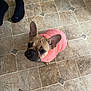 dog, french_bulldog, pink_sweater, pet, floor, tile_floor, black_socks, legs, looking_up, indoor, cute, small_dog, fur, ears, animal, domestic_animal, companion, canine, portrait, waiting