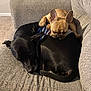 Boogie is registered to the contest to win money with this photo: dog, black_dog, tan_dog, couch, indoor, nap, sleeping, snuggling, pet, animal, fur, cozy, relaxing, companion, home, carpet, paw, ears, cute, friendship