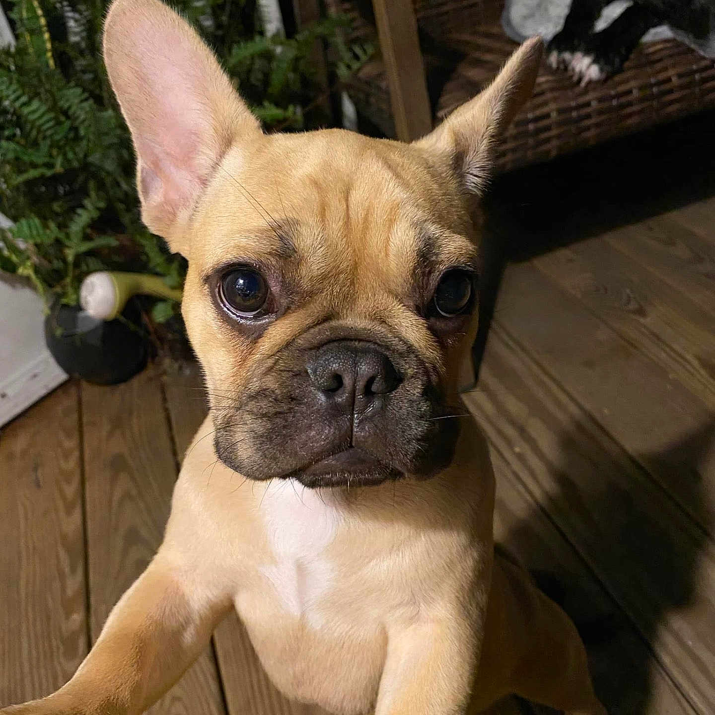 Boogie is registered to the contest to win money with this photo: animal, brown, closeup, companion, cute, dog, ears, eyes, french_bulldog, fur, greenery, indoor, pet, plant, portrait, puppy, tan, wicker_chair, wooden_floor, young
