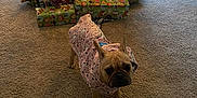 Boogie is registered to the contest to win money with this photo: animal, carpet, christmas_lights, christmas_tree, clothing, curtains, decorations, dog, festive, french_bulldog, holiday, hoodie, indoor, living_room, ornaments, pet, presents, toy_gun, window, wrapped_gifts