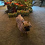 Boogie is registered to the contest to win money with this photo: dog, french_bulldog, clothing, hoodie, carpet, christmas_tree, christmas_lights, presents, wrapped_gifts, ornaments, indoor, holiday, festive, decorations, window, curtains, toy_gun, living_room, pet, animal