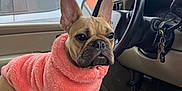 Boogie is registered to the contest to win money with this photo: dog, french_bulldog, pink_sweater, car_interior, steering_wheel, keys, window, vehicle, autumn, trees, seat, armrest, leather_seat, pet, animal, fur, ears, face, looking, indoor