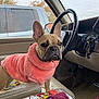 dog, french_bulldog, pink_sweater, car_interior, steering_wheel, keys, window, vehicle, autumn, trees, seat, armrest, leather_seat, pet, animal, fur, ears, face, looking, indoor