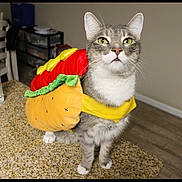 Chuchis joined the competition — help win amazing prizes! cat, costume, hot_dog, pet, indoor, kitchen, countertop, feline, gray_cat, white_paws, curious, standing, domestic, animal, funny, clothing, household, water_bottle, chair, floor