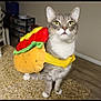 cat, costume, hot_dog, pet, indoor, kitchen, countertop, feline, gray_cat, white_paws, curious, standing, domestic, animal, funny, clothing, household, water_bottle, chair, floor