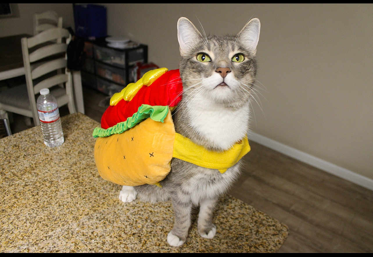 Chuchis joined the competition — help win amazing prizes! cat, costume, hot_dog, pet, indoor, kitchen, countertop, feline, gray_cat, white_paws, curious, standing, domestic, animal, funny, clothing, household, water_bottle, chair, floor
