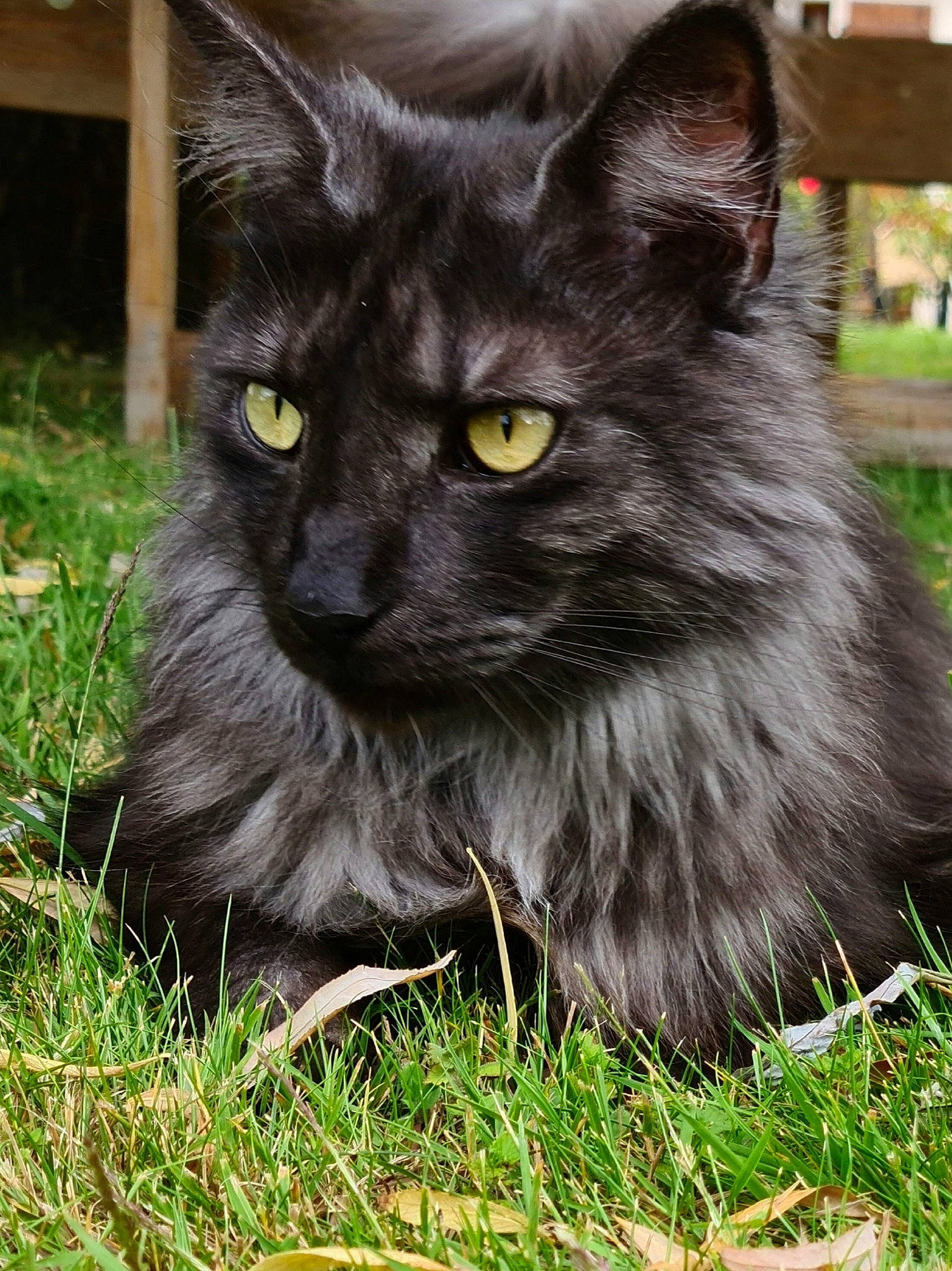Malcolm a rejoint le concours — aidez-le/la à gagner de superbes lots ! asian_semi_longhair, black_cat, british_longhair, british_semi_longhair, carnivore, cat, domestic_long_haired_cat, felidae, grass, maine_coon, mammal, nebelung, norwegian_forest_cat, persian, siberian, small_to_medium_sized_cats, vertebrate, whiskers