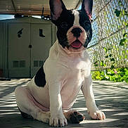 Valentino joined the competition — help win amazing prizes! dog, puppy, french_bulldog, black_and_white, sitting, tongue_out, sunlight, shadow, patio, floor, fence, greenery, outdoor, pet, cute, animal, young, ears_up, portrait, daylight